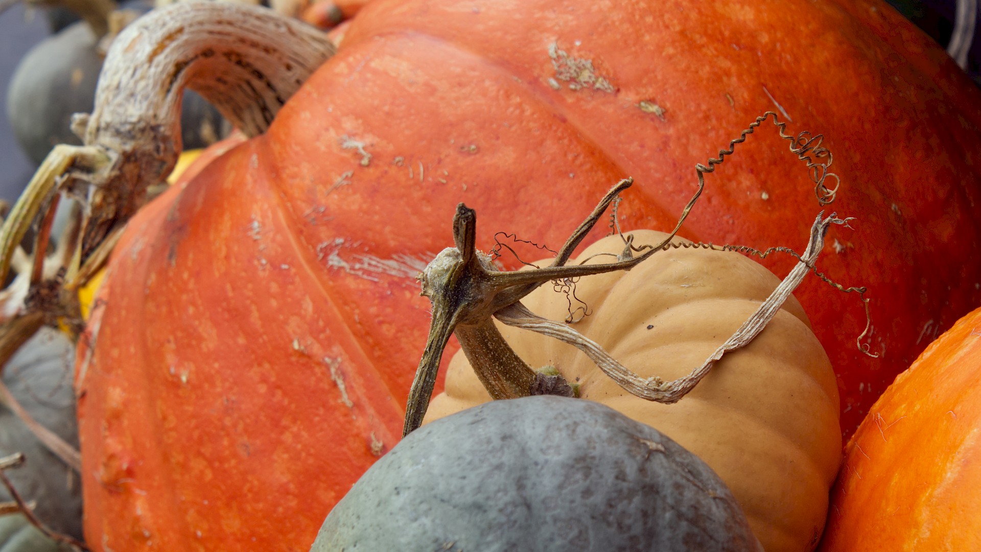 Autumn Fair Image