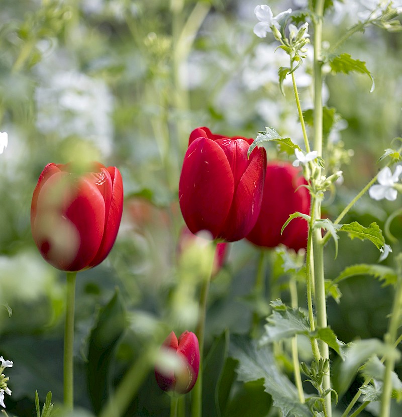 National Garden Scheme Open Day - September